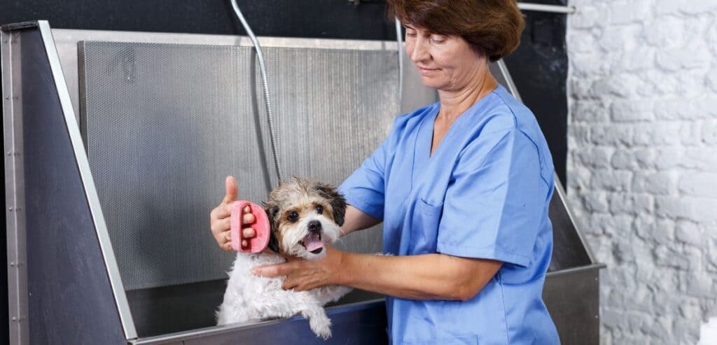 Using Stored Credentials and Automated Reminders to Reduce Missed Payments for Pet Grooming