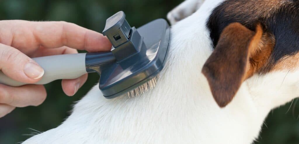 Why Pet Businesses Should Worry About Missed Payments