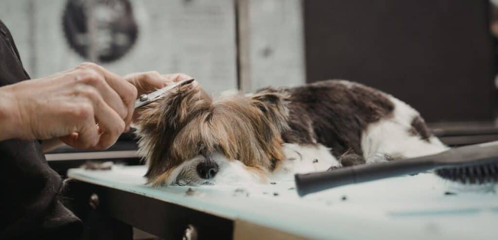 How does this work in the pet grooming and boarding business?